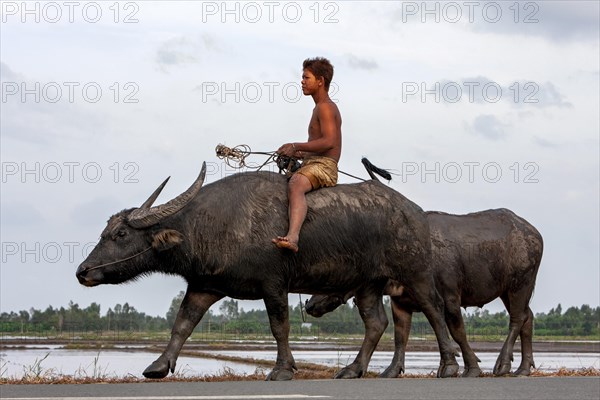 Boy riding a water buffalo