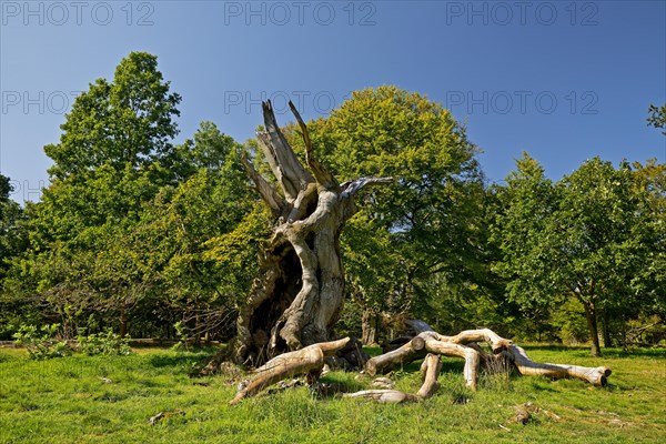 Ancient copper beech