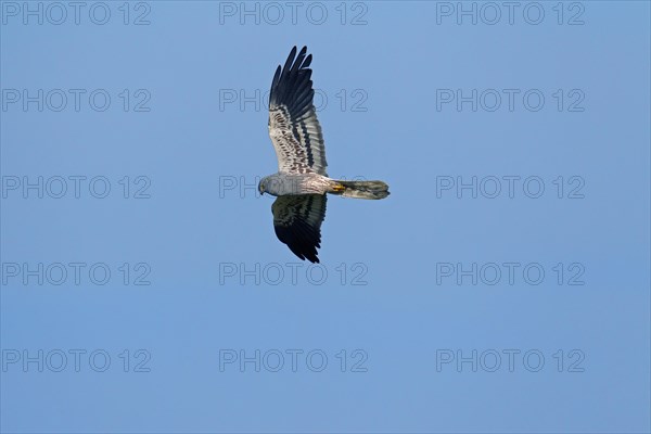 Montagu's harrier