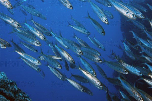 Close-up of sardine shoal Shoal of Atlantic european pilchard