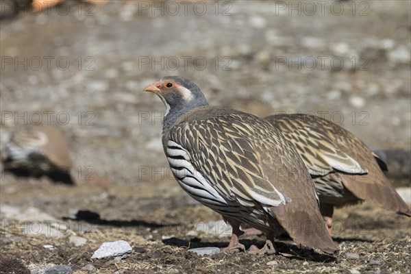 Tibetan Snowcock encountered at high altitude near Gokyo in the Everest Region