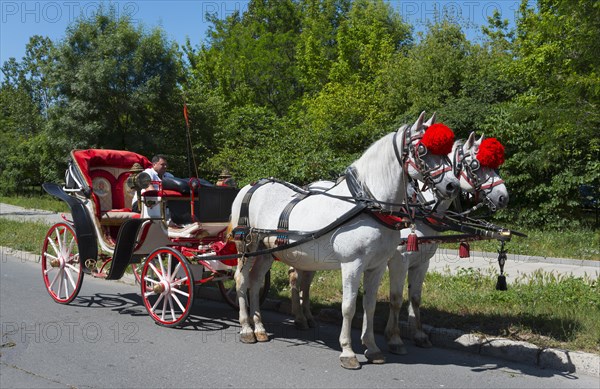 Two white horses with red plumes pull an elegant red carriage with a man
