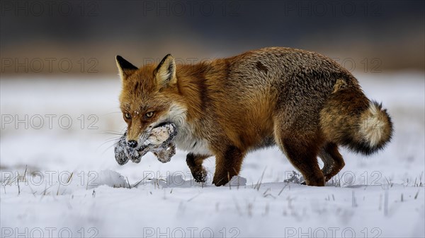 Red fox