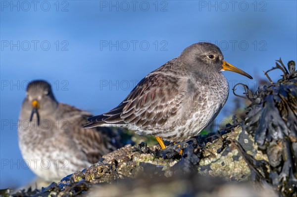 Two purple sandpipers