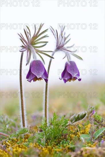 Small pasque flower