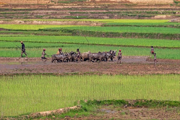 Malagasy herdsmen and young boys driving zebus through muddy rice field in the Haute Matsiatra Region