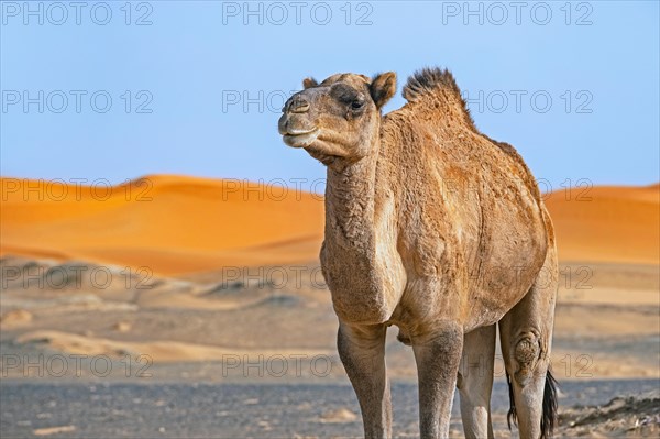 Dromedary camel