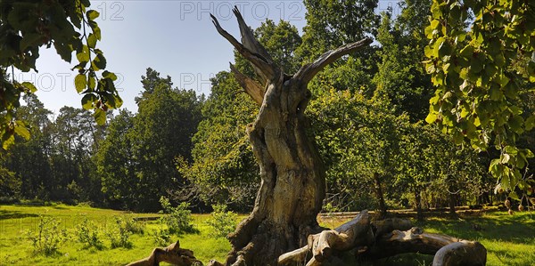 Ancient copper beech