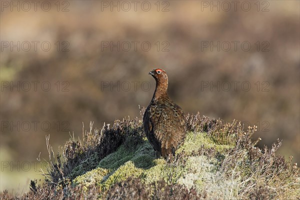 Red grouse