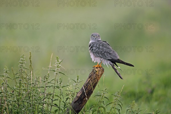 Montagu's harrier