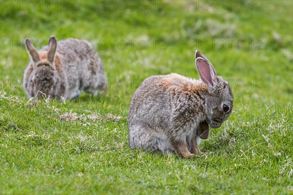 Two European rabbits