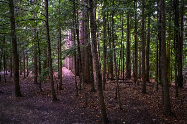 Chestnut Ridge Park Eternal Flame Falls Trail