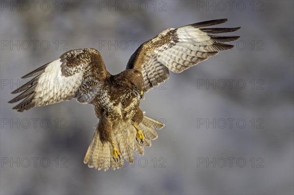 Steppe buzzard