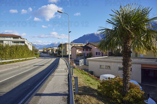 Street through a housing estate with a Chinese hemp palm