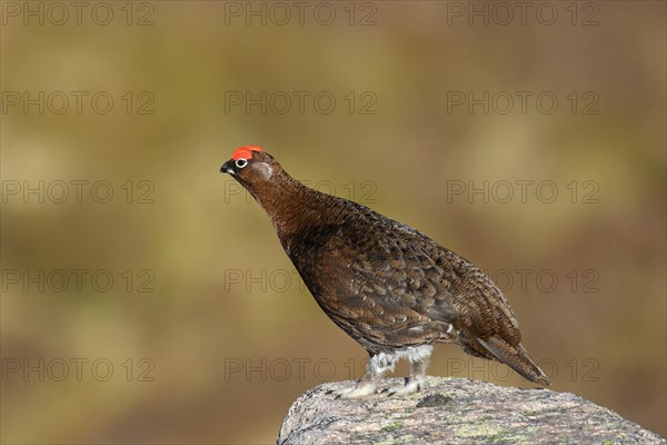 Red grouse