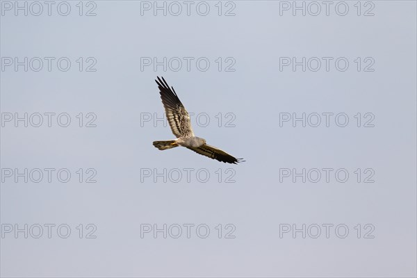 Montagu's harrier