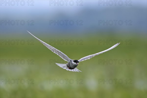 Whiskered tern