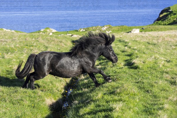 Black Shetland pony jumps over ditch in field along the coast on the Shetland Islands