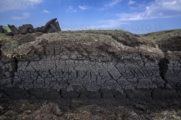 Cross section of moorland showing decayed vegetation