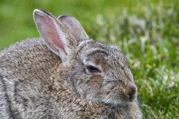 Close up of European rabbit