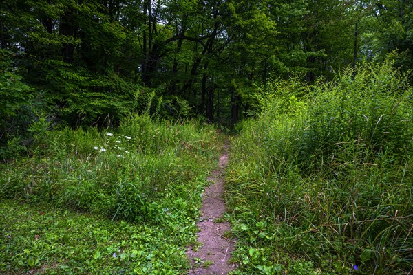 Chestnut Ridge Park Eternal Flame Falls Trail