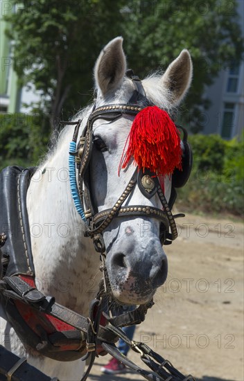 Portrait of a white horse with red tassel and reins on a sunny day