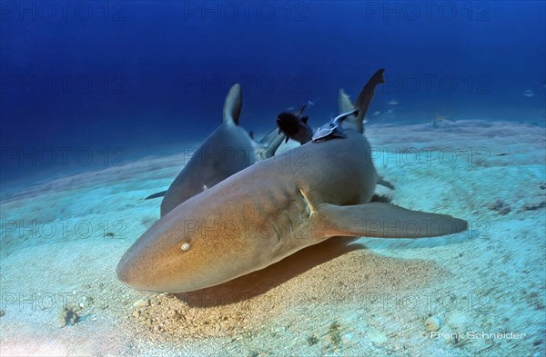 Atlantic nurse shark