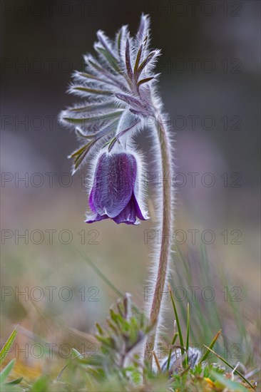 Small pasque flower