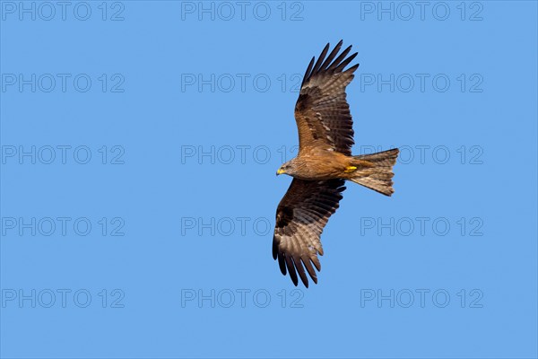 Black kite