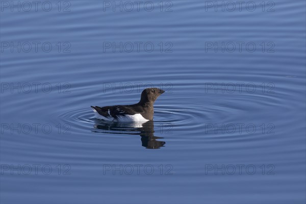 Little auk