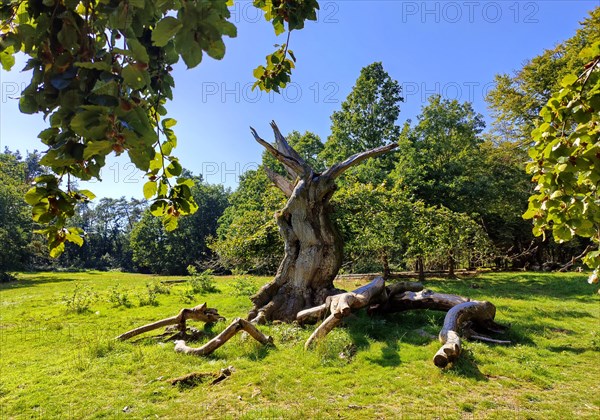 Ancient copper beech