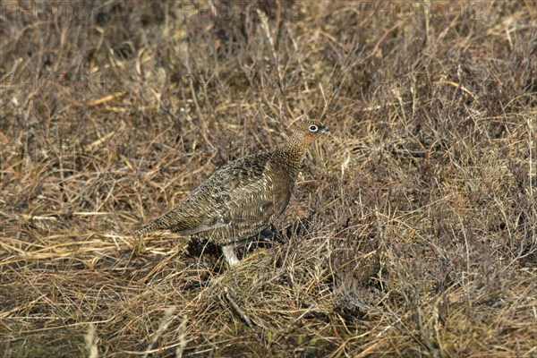 Red grouse