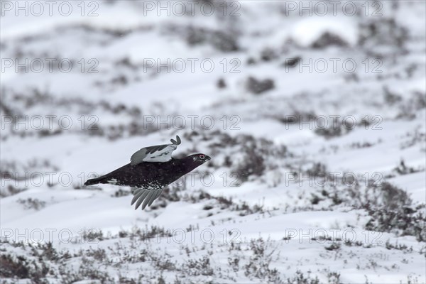 Red grouse