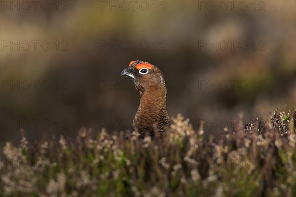 Red grouse