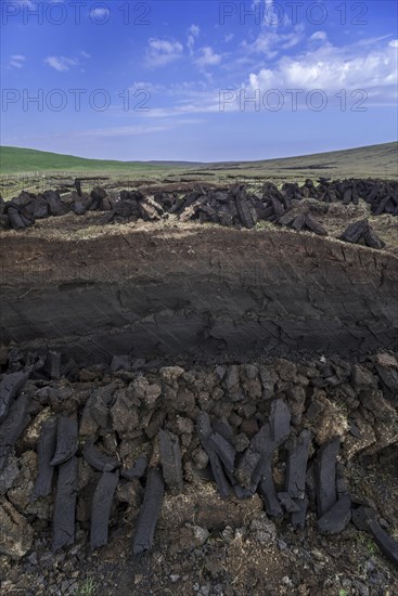 Cross section of moorland showing decayed vegetation