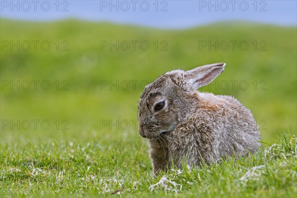 European rabbit