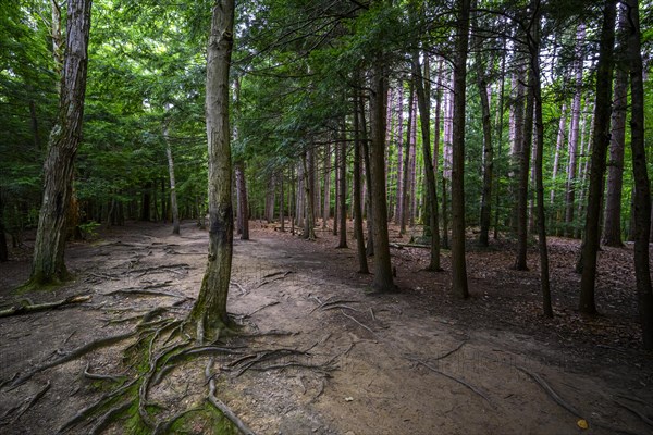 Chestnut Ridge Park Eternal Flame Falls Trail