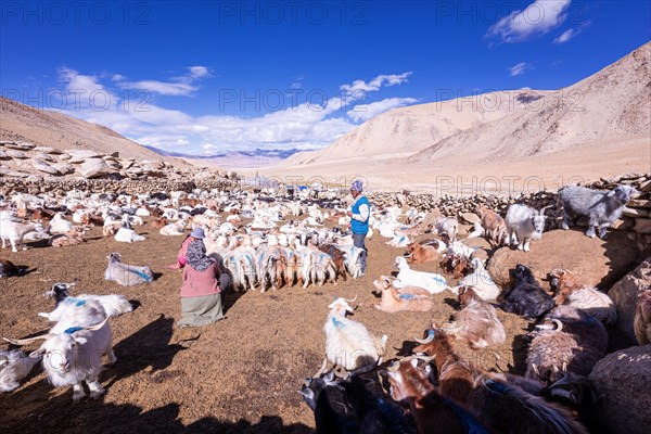 Changpa nomads milking goats