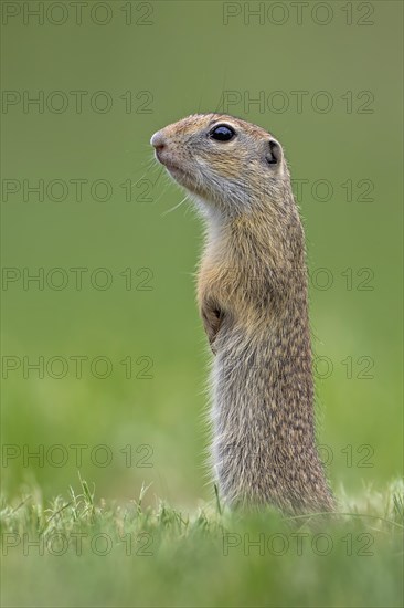 European ground squirrel