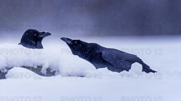 Common raven