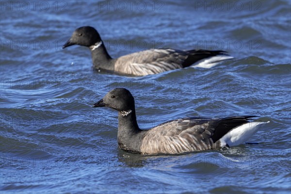 Two brant geese