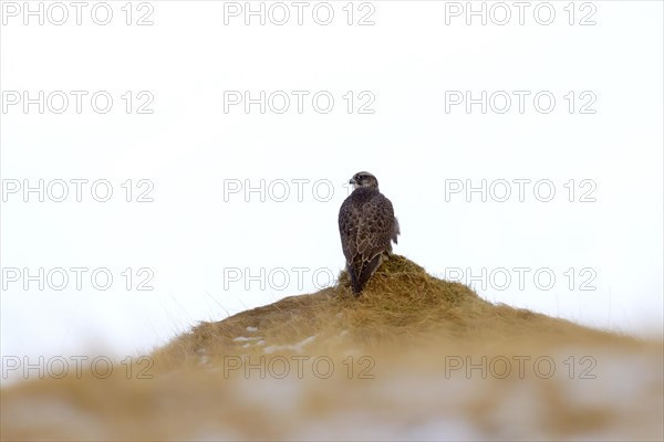 Gyrfalcon