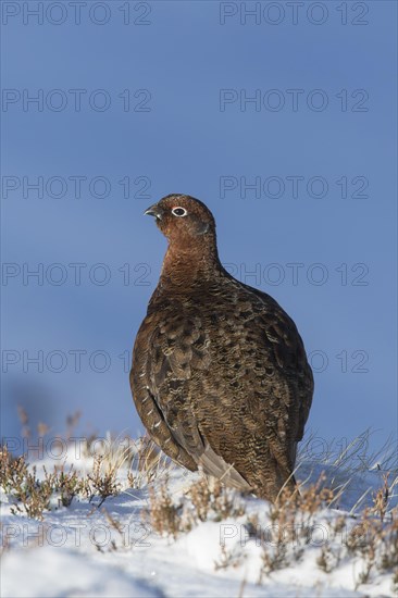 Red grouse