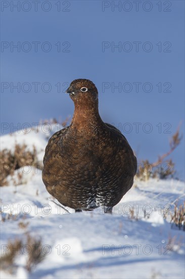 Red grouse