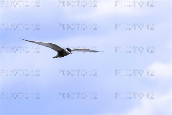 Whiskered tern