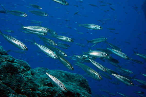 Close-up of Atlantic european pilchard