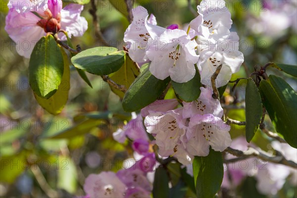 Pastel pink rhododendron