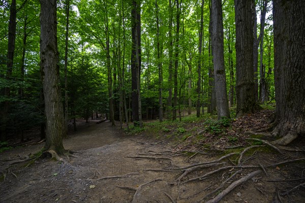 Chestnut Ridge Park Eternal Flame Falls Trail