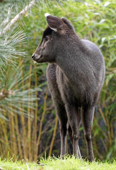 Female crested deer or tufted deer