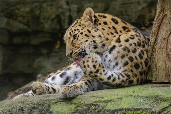 Amur leopard